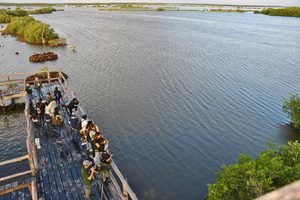 Guía turístico atrae a cocodrilo con un hueso en Punta Sur, Cozumel